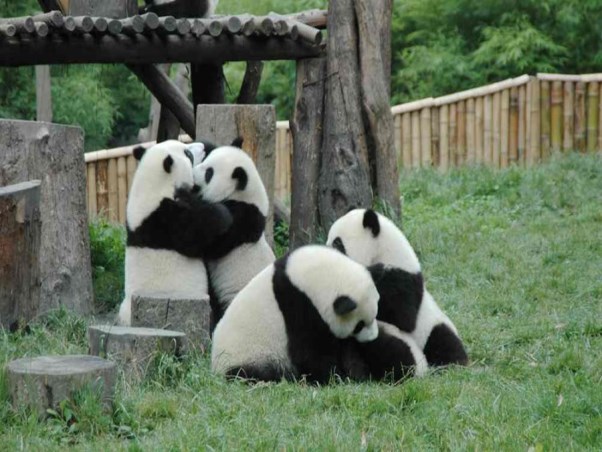 熊猫乐园